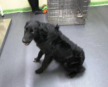 Australian Shepherd and Mixed Breed Dogs Available for Adoption in Picayune, Mississippi - Archie | PetCurious