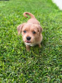 Harper -  Terrier Dog for Adoption in San Antonio, Texas - Harper | PetCurious