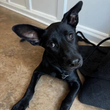 Alexis -  Australian Cattle Dog Blue Heeler and Mixed Breed Dog for Adoption in Riverwoods, Illinois - Alexis | PetCurious