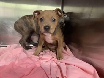 GRACE -  American Staffordshire Terrier and Mixed Breed Dog for Adoption in Grand Prairie, Texas - GRACE | PetCurious