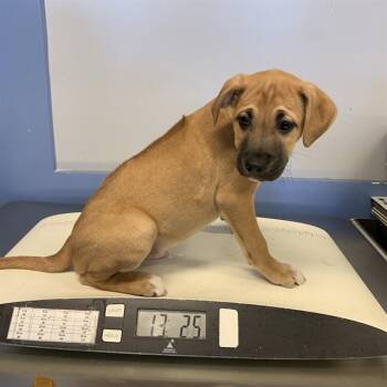 A1410392 -  Rhodesian Ridgeback and Mixed Breed Dog for Adoption in San Jose, California - A1410392 | PetCurious