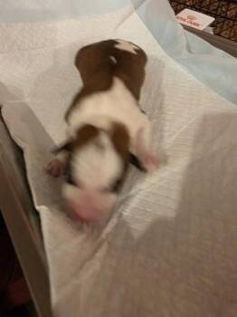 PenniePerfect (OrangeCollar) -  Boxer and Mixed Breed Dog for Adoption in Simcoe, Ontario - PenniePerfect (OrangeCollar) | PetCurious