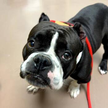 Josephine -  Mixed Breed Dog for Adoption in Skokie, Illinois - Josephine | PetCurious