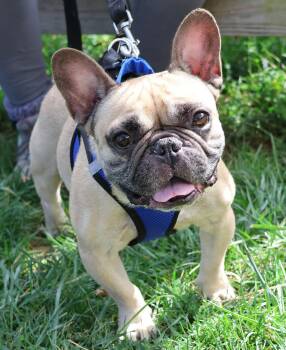Rescue French Bulldog Dogs for Adoption in Harrison, New York - Nugget | PetCurious