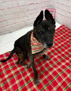 Agnes -  German Shepherd Dog Dog for Adoption in Detroit, Michigan - Agnes | PetCurious
