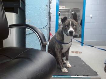 Rescue Pit Bull Terrier and Australian Cattle Dog Blue Heeler Dogs for Adoption in Albuquerque, New Mexico - KIKO | PetCurious