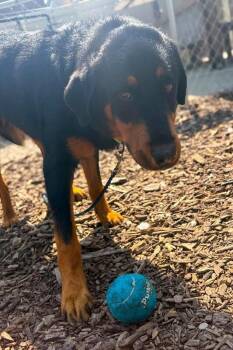 Deputy -  Mixed Breed Dog for Adoption in Cincinnati, Ohio - Deputy | PetCurious