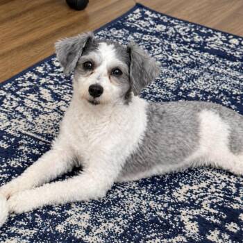 Oreo Pooh -  Schnauzer and Poodle Dog for Adoption in Philadelphia, Pennsylvania - Oreo Pooh | PetCurious