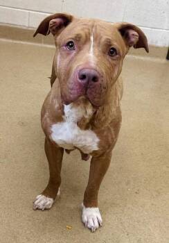 ROSIE -  Pit Bull Terrier and Shar Pei Dog for Adoption in Derwood, Maryland - ROSIE | PetCurious