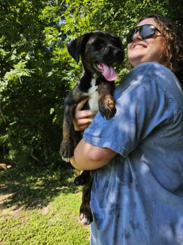 Rescue Hound and Chihuahua Dogs for Adoption in Thomasville, North Carolina - June | PetCurious