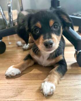 Chihuahua and Spaniel Dogs Available for Adoption in Corona, California - Merle | PetCurious