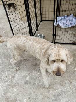 Billy hypoallergenic Golden Doodle -  Goldendoodle Dog for Adoption in Boca Raton, Florida - Billy Hypoallergenic Golden Doodle | PetCurious