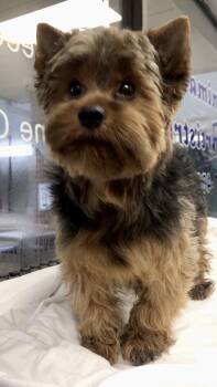 Rescue Yorkshire Terrier Dogs for Adoption in Lincolnwood, Illinois - Reno | PetCurious