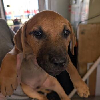 Mixed Breed Dogs Available for Adoption - Camero | PetCurious