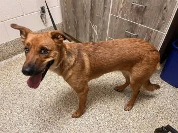 Black Mouth Cur and Mixed Breed Dogs Available for Adoption in Colorado Springs, Colorado - MAGGIE | PetCurious