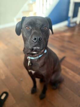 Oden -  Black Labrador Retriever Dog for Adoption - Oden | PetCurious
