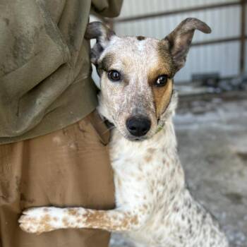 Mixed Breed Dogs Available for Adoption in Madison, Wisconsin - Marks | PetCurious