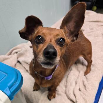 Dachshund and Mixed Breed Dogs Available for Adoption in Columbia, Missouri - Earthworm Jane | PetCurious