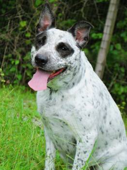 Freya -  Australian Cattle Dog Blue Heeler Dog for Adoption in Manchester, Tennessee - Freya | PetCurious