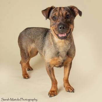 Wabi Sabi -  Shar Pei and Dachshund Dog for Adoption in Kanab, Utah - Wabi Sabi | PetCurious