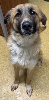 Rescue Anatolian Shepherd and Australian Shepherd Dogs for Adoption in Rogersville, Tennessee - Whiskey | PetCurious