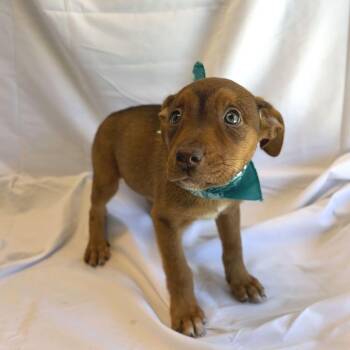 Sydney -  Mixed Breed Dog for Adoption in Canal Winchester, Ohio - Sydney | PetCurious