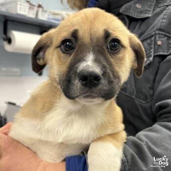 Golden Retriever and Shepherd Dogs Available for Adoption - New Coach | PetCurious