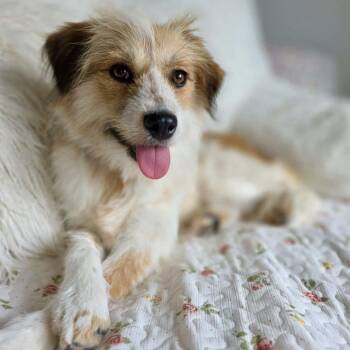 Australian Shepherd Dogs Available for Adoption in Mead, Colorado - Vivian | PetCurious