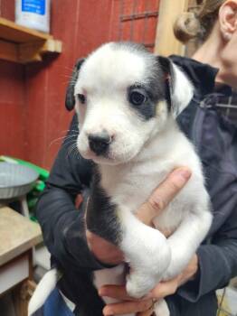 American Bulldog and Husky Dogs Available for Adoption - Lanai | PetCurious