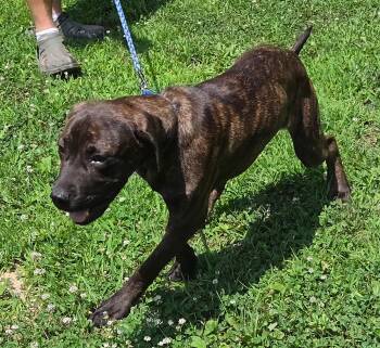 Harley -  Great Dane and Bullmastiff Dog for Adoption in Loogootee, Indiana - Harley | PetCurious