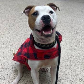 Rescue Pit Bull Terrier Dogs for Adoption in Philadelphia, Pennsylvania - Buttercup | PetCurious