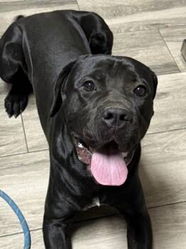 BRAVO -  Mastiff and Mixed Breed Dog for Adoption in Redlands, California - BRAVO | PetCurious