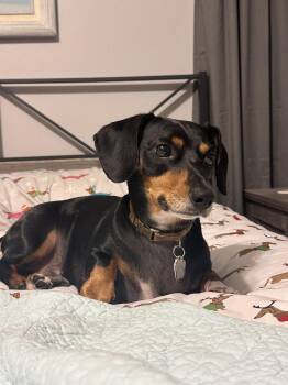 Dash -  Dachshund Dog for Adoption in Jacksonville, Florida - Dash | PetCurious