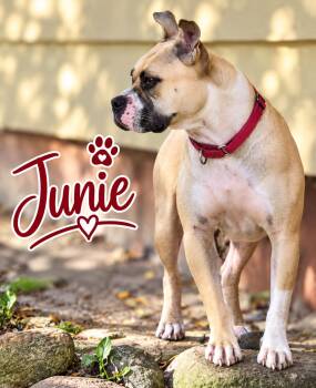 Junie B Jones -  Pit Bull Terrier Dog for Adoption in Elburn, Illinois - Junie B Jones | PetCurious