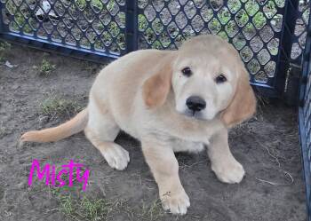 Misty -  Golden Retriever Dog for Adoption in Warren, Michigan - Misty | PetCurious