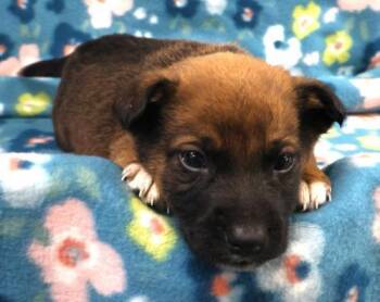 Shepherd Dogs Available for Adoption in Thief River Falls, Minnesota - Mig | PetCurious