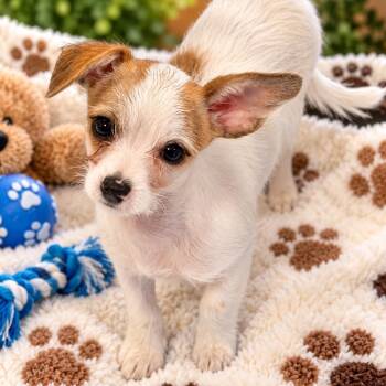 Sophie -  Terrier Dog for Adoption in Antioch, California - Sophie | PetCurious