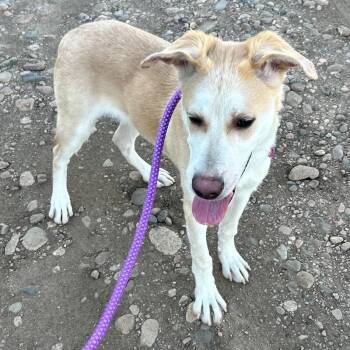 Tsiran -  Mixed Breed Dog for Adoption in Fort Collins, Colorado - Tsiran | PetCurious