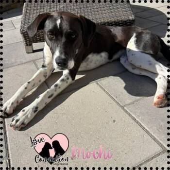 Mochi -  Pointer Dog for Adoption in Gilbert, Arizona - Mochi | PetCurious