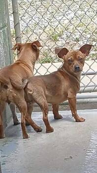 Chihuahua Dogs Available for Adoption in Rustburg, Virginia - Bebes - At Shelter | PetCurious