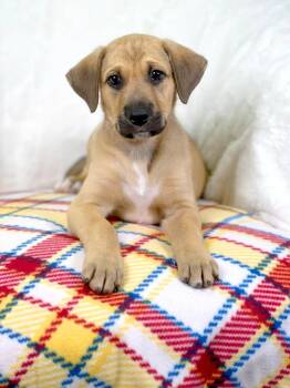 Mixed Breed Dogs Available for Adoption in Savage, Minnesota - Wizard Of Oz - Lion | PetCurious