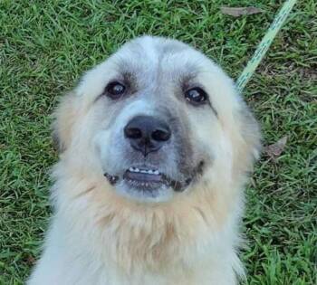 Rescue Great Pyrenees Dogs for Adoption in Cumming, Georgia - Carlo | PetCurious