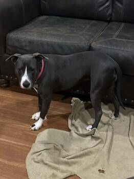 Destiny -  American Bully Dog for Adoption in New Bedford, Massachusetts - Destiny | PetCurious