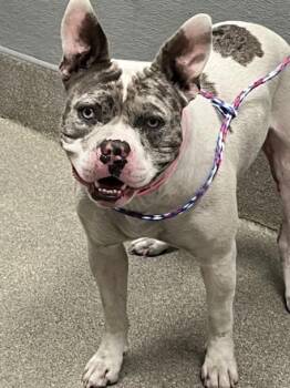 ISABELLA TORTELLINI -  English Bulldog and Mixed Breed Dog for Adoption in Las Vegas, Nevada - ISABELLA TORTELLINI | PetCurious