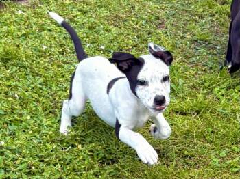 Salted Caramel -  Hound and Mixed Breed Dog for Adoption in Sebastian, Florida - Salted Caramel | PetCurious