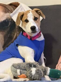 Mixed Breed Dogs Available for Adoption in Hartford, Vermont - JILLY | PetCurious