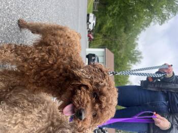Poodle Dogs Available for Adoption in Reisterstown, Maryland - Dash | PetCurious