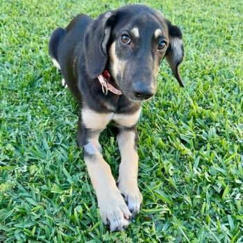 Rescue German Shepherd Dog Dogs for Adoption in Beaumont, Texas - Rosita | PetCurious