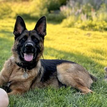 Sam Jackson -  German Shepherd Dog Dog for Adoption in Denver, Colorado - Sam Jackson | PetCurious