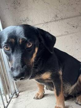 Terrier and Mixed Breed Dogs Available for Adoption in Honolulu, Hawaii - Precious | PetCurious